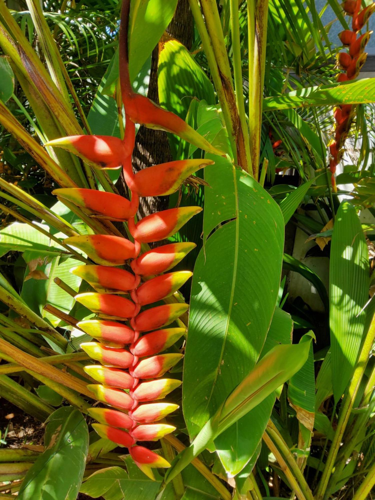 Beaute Tropicale Villa Saint Pierre Exterior foto